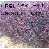 1年生紅葉李紅葉石楠小苗大量出售