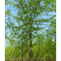 本基地常年供應(yīng)銀杏一年苗，銀杏二年苗，銀杏三年苗，銀杏1-30公