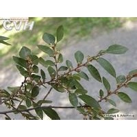 江蘇榔榆造型樹，榔榆造型樹價(jià)格，榔榆造型樹批發(fā)