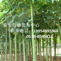 青桐樹