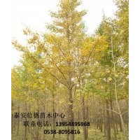 銀杏樹