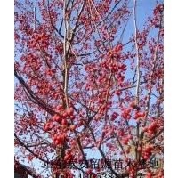 優(yōu)質當娜海棠苗價格，山東當娜海棠小苗批發(fā)