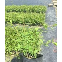 綠化小苗