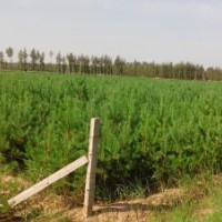 供應(yīng)100-150厘米高樟子松營養(yǎng)杯樹苗