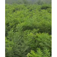 速生國槐