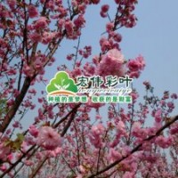 關山櫻
