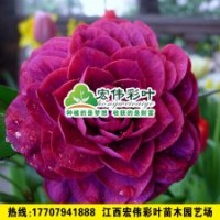 紅葉貝拉茶花 茶花小苗 嫁接苗木 彩葉苗 各種綠化苗木供應(yīng)