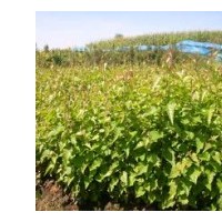 白樺苗 白樺樹(shù)苗 白樺小苗 遼寧白樺苗 東北白樺苗價(jià)格