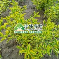 金邊連翹小苗彩葉苗綠化苗木長(zhǎng)期供應(yīng)