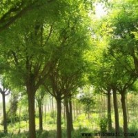 【天津國槐】【8-12公分國槐】【國槐的價格喬灌木】1華潤苗木---