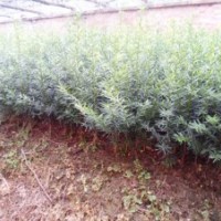 紅豆杉苗、紫杉苗、東北紅豆杉