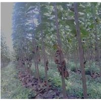 500畝楸樹開始出售，預(yù)定中
