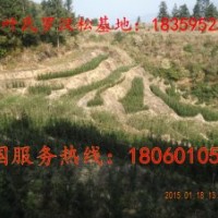 福建羅漢松小苗批發(fā)商 2-3-4公分羅漢松小苗價格多少？