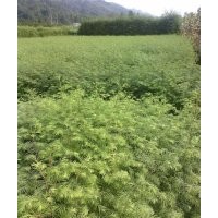 水杉價格|水杉原產(chǎn)地|湖北水杉