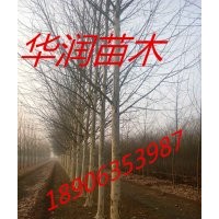 山西6公分垂柳價(jià)格，6公分垂柳價(jià)格