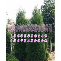 蜀檜苗木價格