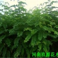 香花槐