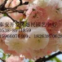 山東泰安櫻花苗批發(fā)價(jià)格