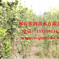 欣潤苗木大量供應(yīng)北海道黃楊 高2.5米
