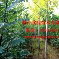 欣潤苗木大量供應(yīng)白蠟 2公分