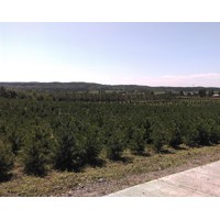 雙11促銷(xiāo) 云杉、樟子松、蒙古櫟