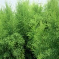 鹽松及鹽松小苗的綠化應(yīng)用優(yōu)勢