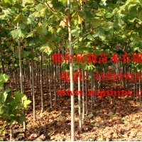 河北邢臺欣潤苗木大量供應(yīng)法桐 10公分