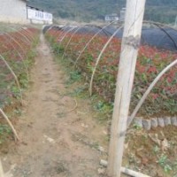 供應(yīng)松樹苗、桉樹苗等造林苗