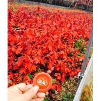 美國紅楓、紅點紅楓、紅冠紅楓、美國紫嶶、紅火球、紅火箭、紅葉