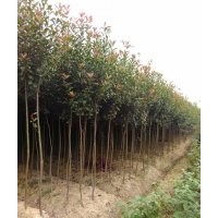 專業(yè)供應(yīng)高桿紅葉石楠