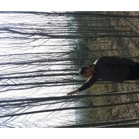 營養(yǎng)杯油松14x17、16x16高5o一70公分,新疆楊胸徑1一2o公分,各種