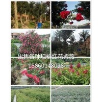 首景紫薇園，供應(yīng)以下苗木