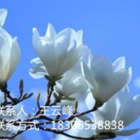 玉蘭苗專賣、品種優(yōu)、價格低
