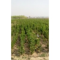 供應(yīng)紫葉李，紅葉李，瓜子紅楊，冬青