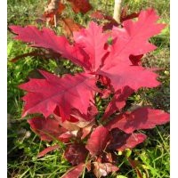歐洲紅櫟