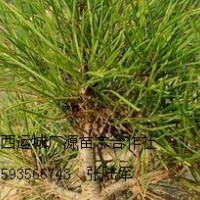 30-50公分白皮松大量低價(jià)出售