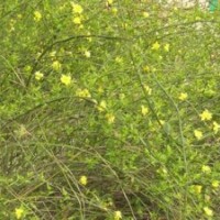 供應(yīng):迎春，連翹，衛(wèi)矛，常青藤