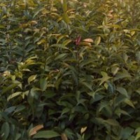 供應紅椎苗