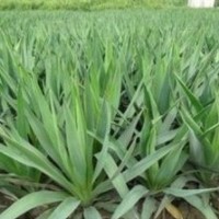 彩色觀花色塊類: 金葉女貞、紅葉小檗、龍柏球、 金邊黃楊、大(小