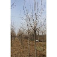 大量供應國槐北欒六公分及一下苗木