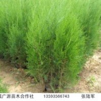 60-1米營養(yǎng)杯側(cè)柏低價(jià)出售