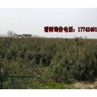 供應40萬顆營養(yǎng)杯油松 高度1.2-1.5米 西安周邊