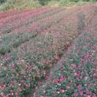 湖南長沙4公分廣玉蘭價(jià)格