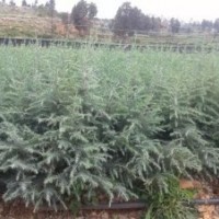 雪松苗（物美價廉）