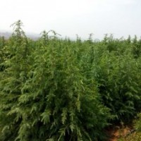 雪松和紅豆杉量大，價(jià)格面議！