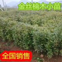 廣西金絲楠木小苗