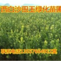 羅漢松小苗30-150公分高