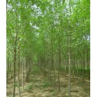 山東白蠟批發(fā)價格哪家低