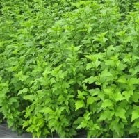 1-2年生連翹苗大量低價(jià)出售