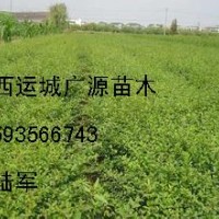 連翹苗出售、優(yōu)質(zhì)連翹苗低價(jià)供應(yīng)